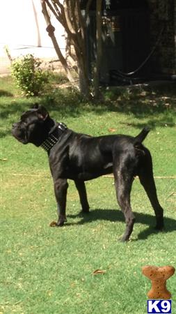 a cane corso dog standing in a grassy area