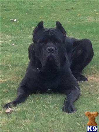 a black cane corso dog lying on grass