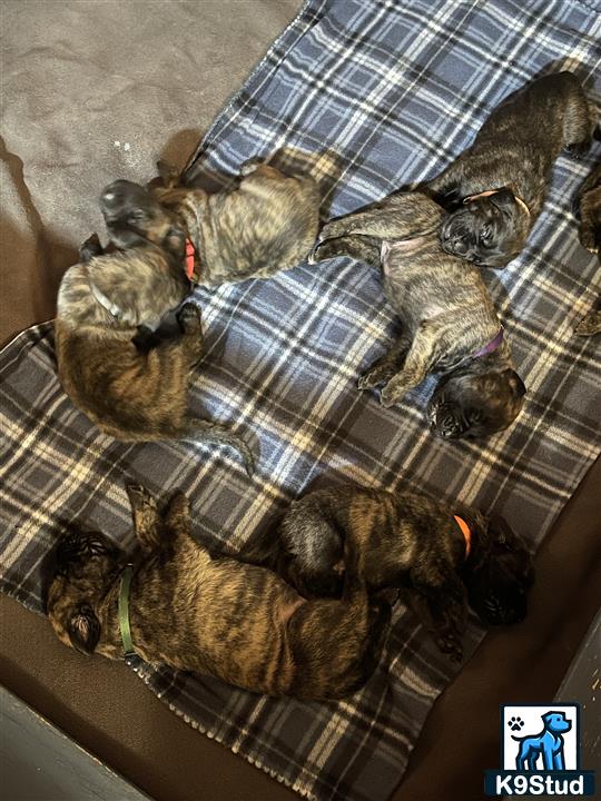 a group of cats sleeping on a couch