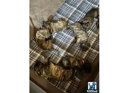 a group of cats sleeping on a couch