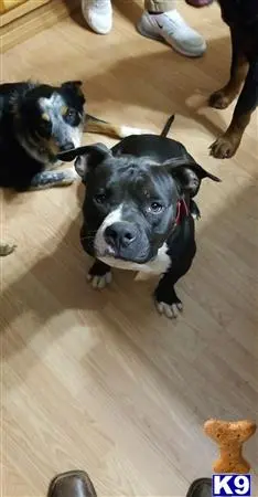 a group of american bully dogs