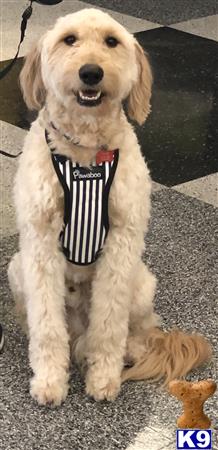 a goldendoodles dog wearing a vest