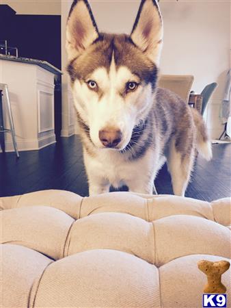 a siberian husky dog standing on a couch