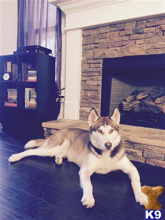 a siberian husky dog lying on a couch