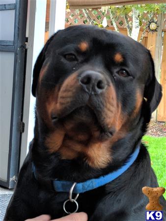 a rottweiler dog with a blue collar