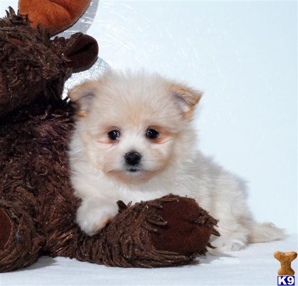 Mixed Breed Puppy for Sale: Teacup Malti-Pom Puppy CREAM f 614-859-2025 ...