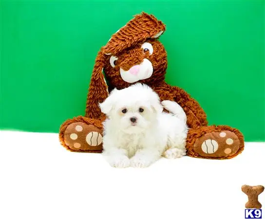 a maltese dog with a stuffed animal