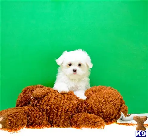a small white maltese dog sitting on a stuffed animal