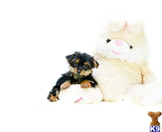 a yorkshire terrier dog lying on a stuffed animal