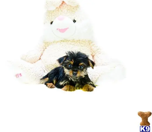 a yorkshire terrier dog lying on its back with a stuffed animal on its head