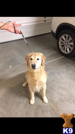 a golden retriever dog on a leash