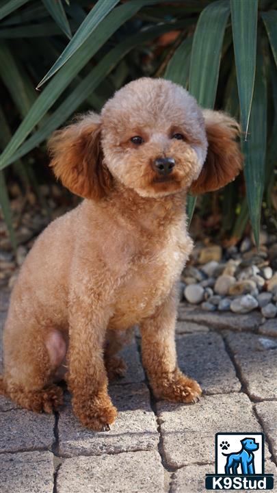 a poodle dog standing on a stone surface