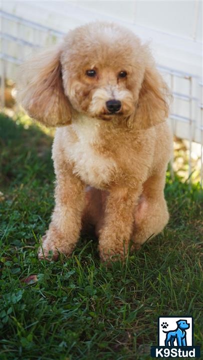 a small poodle puppy standing on grass