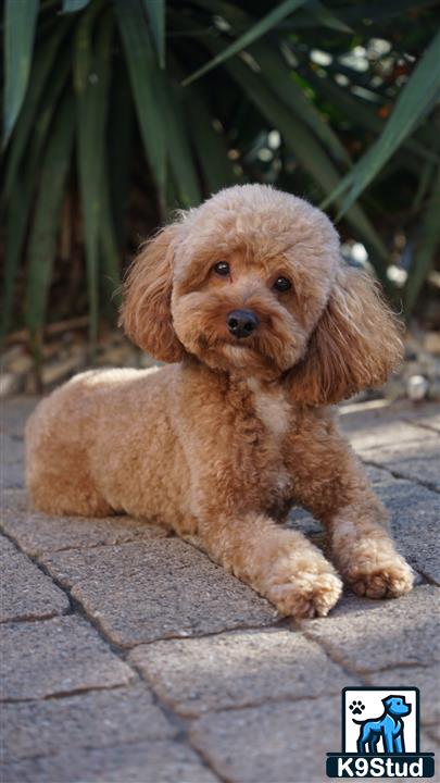 a poodle dog lying on a brick surface