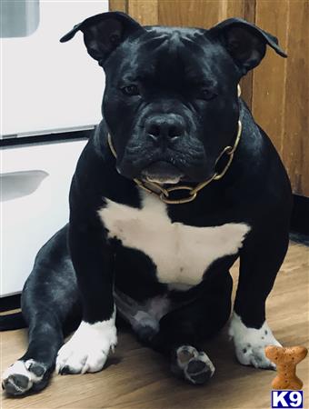 a black and white american bully dog