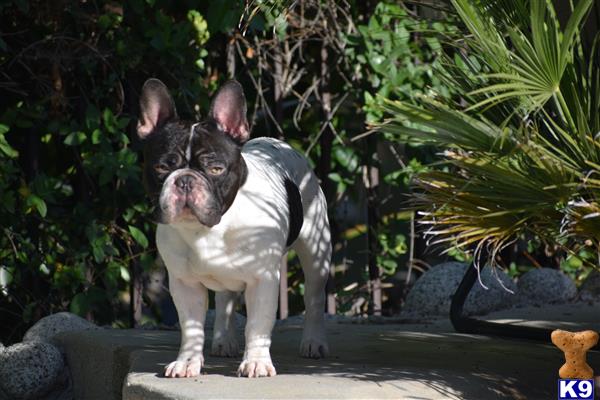 a french bulldog dog wearing a garment