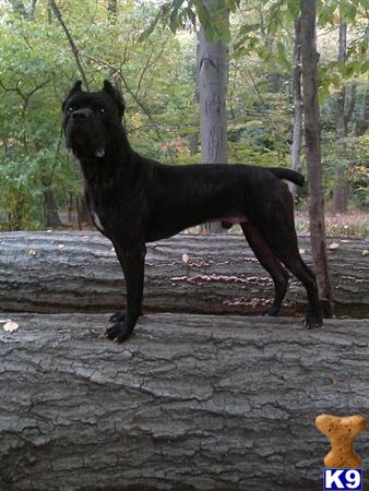 a black cane corso dog standing on a rock