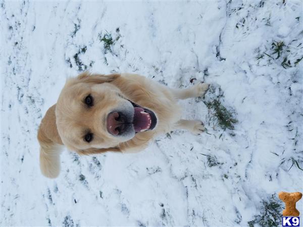 a golden retriever dog in the snow