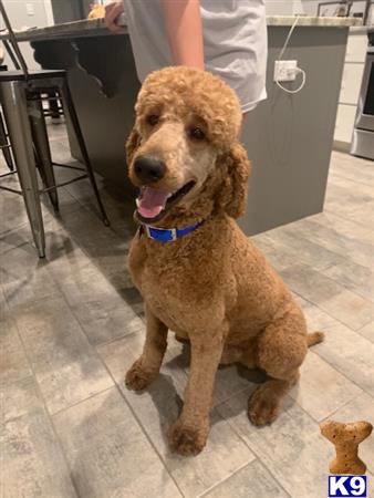 a poodle dog sitting on the floor