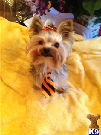 a yorkshire terrier dog wearing a bow tie