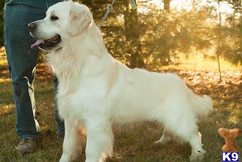 a golden retriever dog sitting on a leash