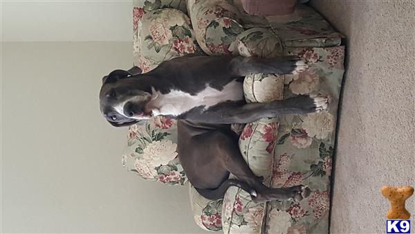 a great dane dog lying on a couch