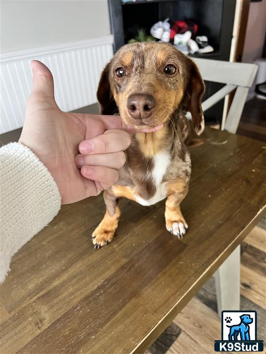 a hand holding a thumb up to a dachshund dog sitting on a table