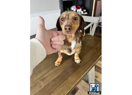 a hand holding a thumb up to a dachshund dog sitting on a table