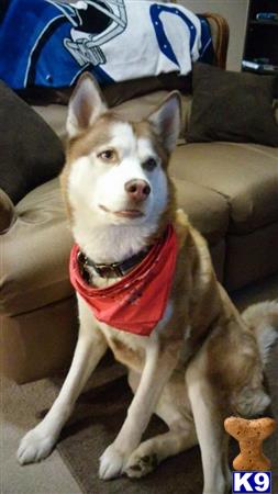 a siberian husky dog wearing a shirt