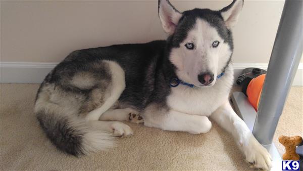 a siberian husky dog lying on the floor