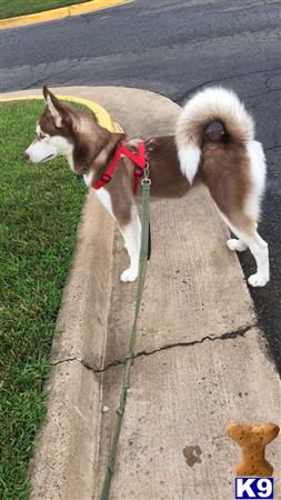 a siberian husky dog on a leash on a sidewalk