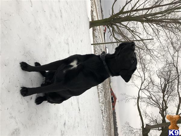 a labrador retriever dog standing in the snow