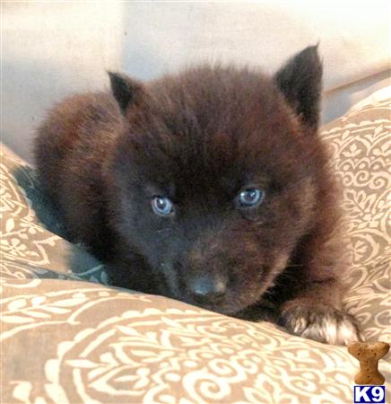 a small black wolf dog puppy