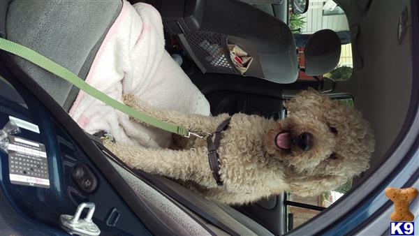 a labradoodle dog in a car