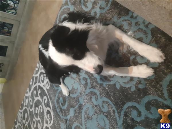 a border collie dog lying on a rug