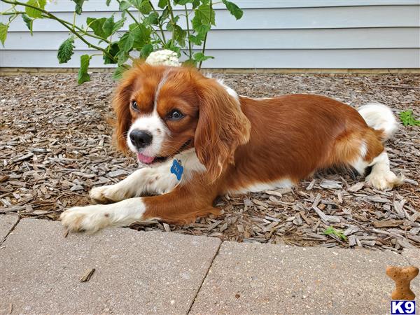 a cavalier king charles spaniel dog lying on the ground