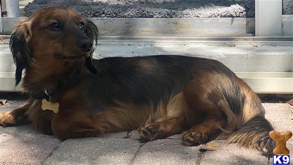 a dachshund dog lying on the ground