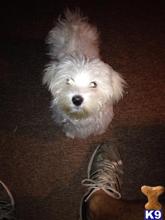 a maltese dog wearing a shoe