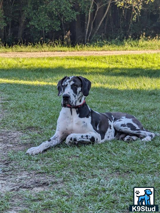 a great dane dog lying in the grass