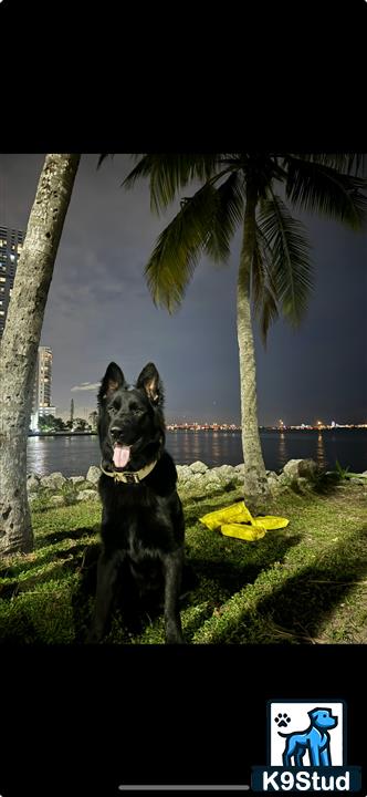 a german shepherd dog sitting on grass by a palm tree and water