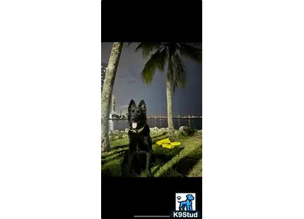 a german shepherd dog sitting on grass by a palm tree and water