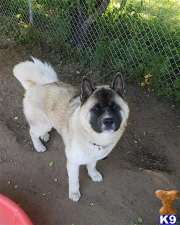 a akita dog standing on a dirt path