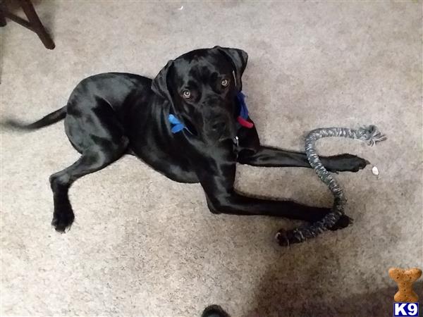 a cane corso dog carrying a snake