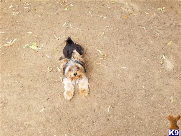 a yorkshire terrier dog running on a dirt road