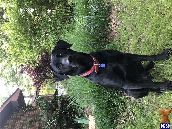 a labrador retriever dog standing in the grass