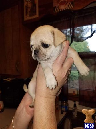 a person holding a pug puppy