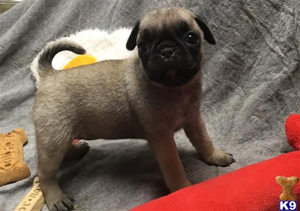 a small pug dog with a banana peel on its head