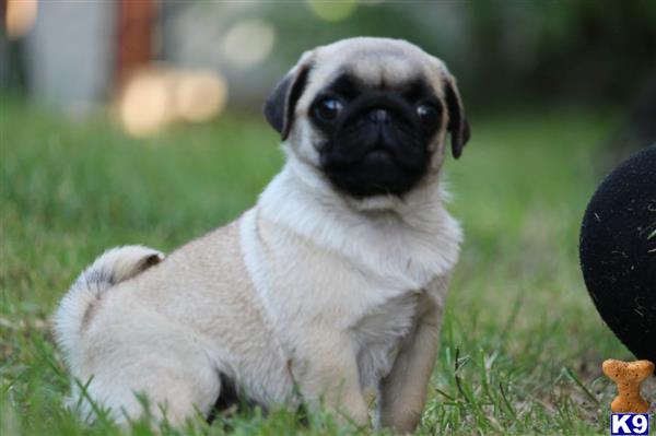 a pug dog lying in the grass