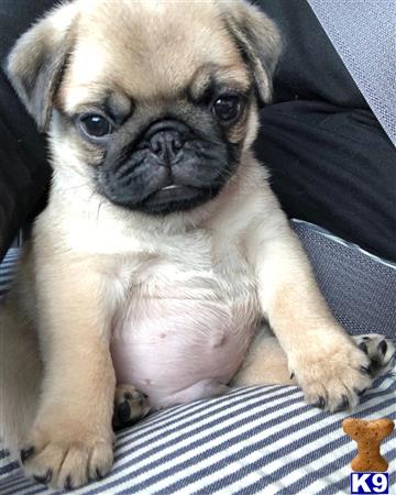a pug puppy lying on a persons lap