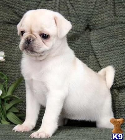 a pug puppy sitting on a wood surface